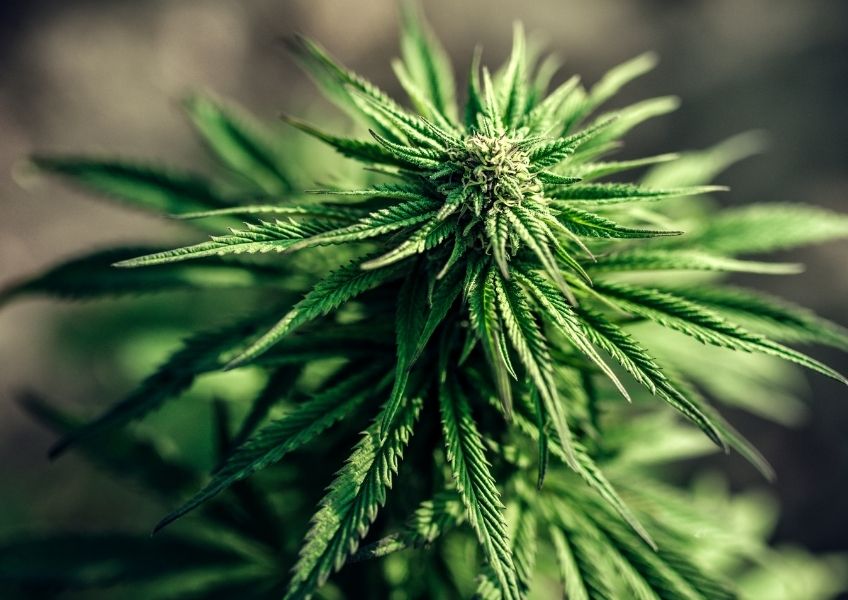 Sativa