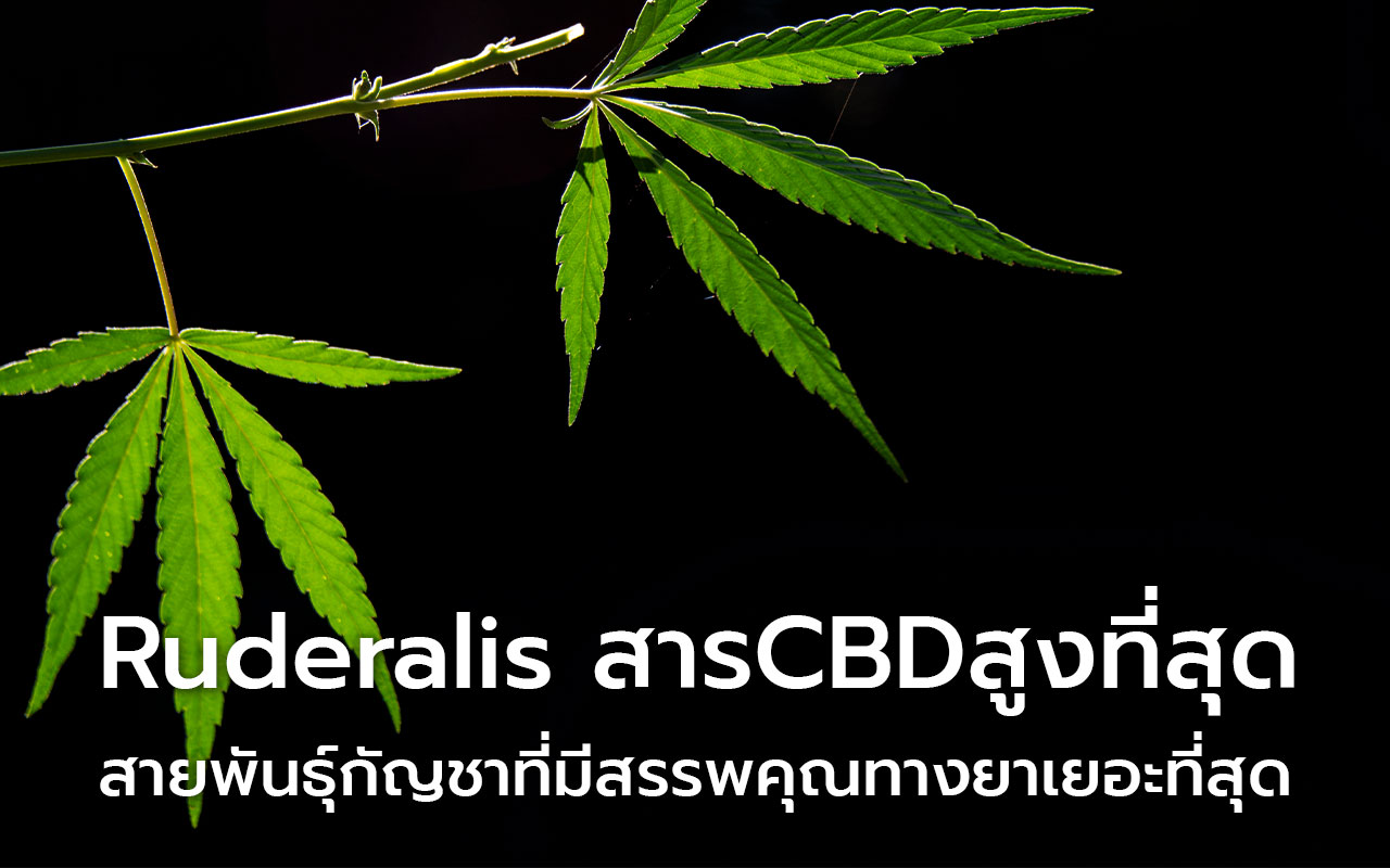 Ruderalis