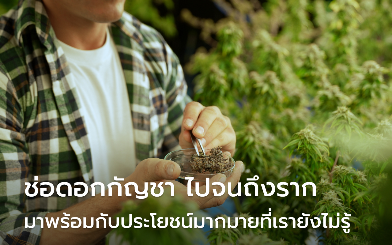 ช่อดอกกัญชา