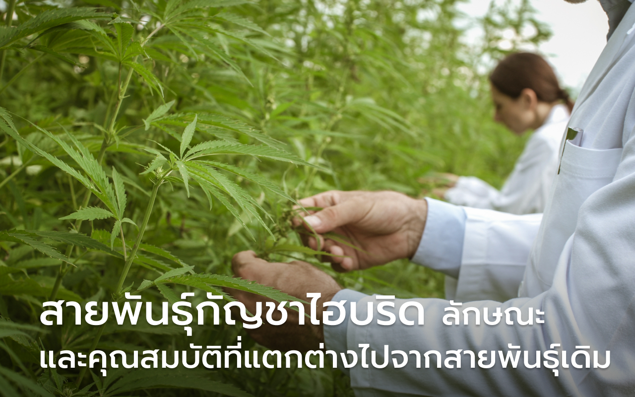 สายพันธุ์กัญชาไฮบริด