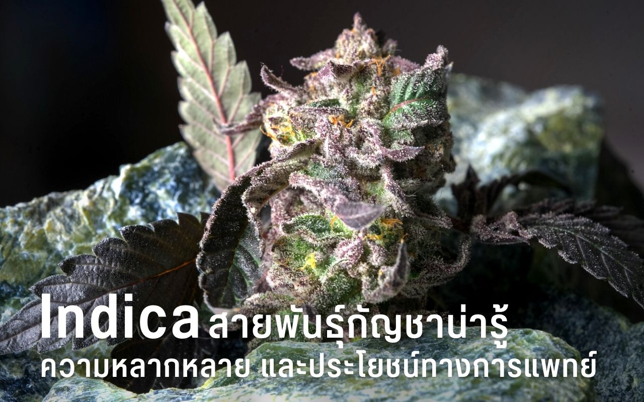 Indica