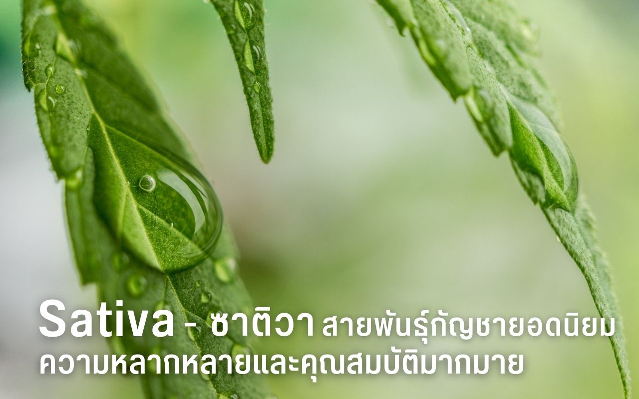 Sativa
