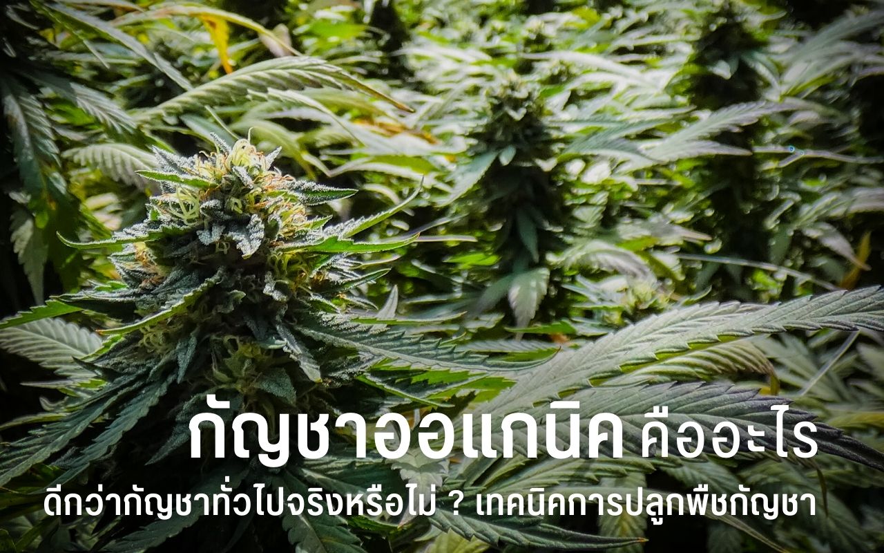 กัญชาออแกนิค