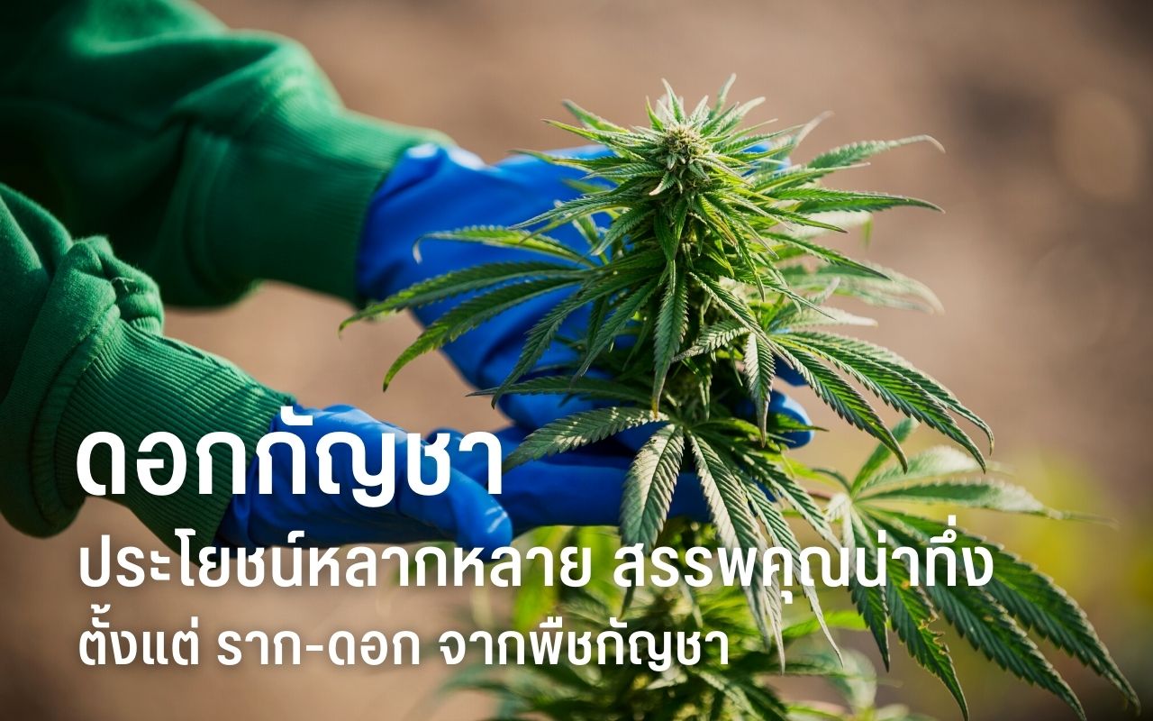 ดอกกัญชา