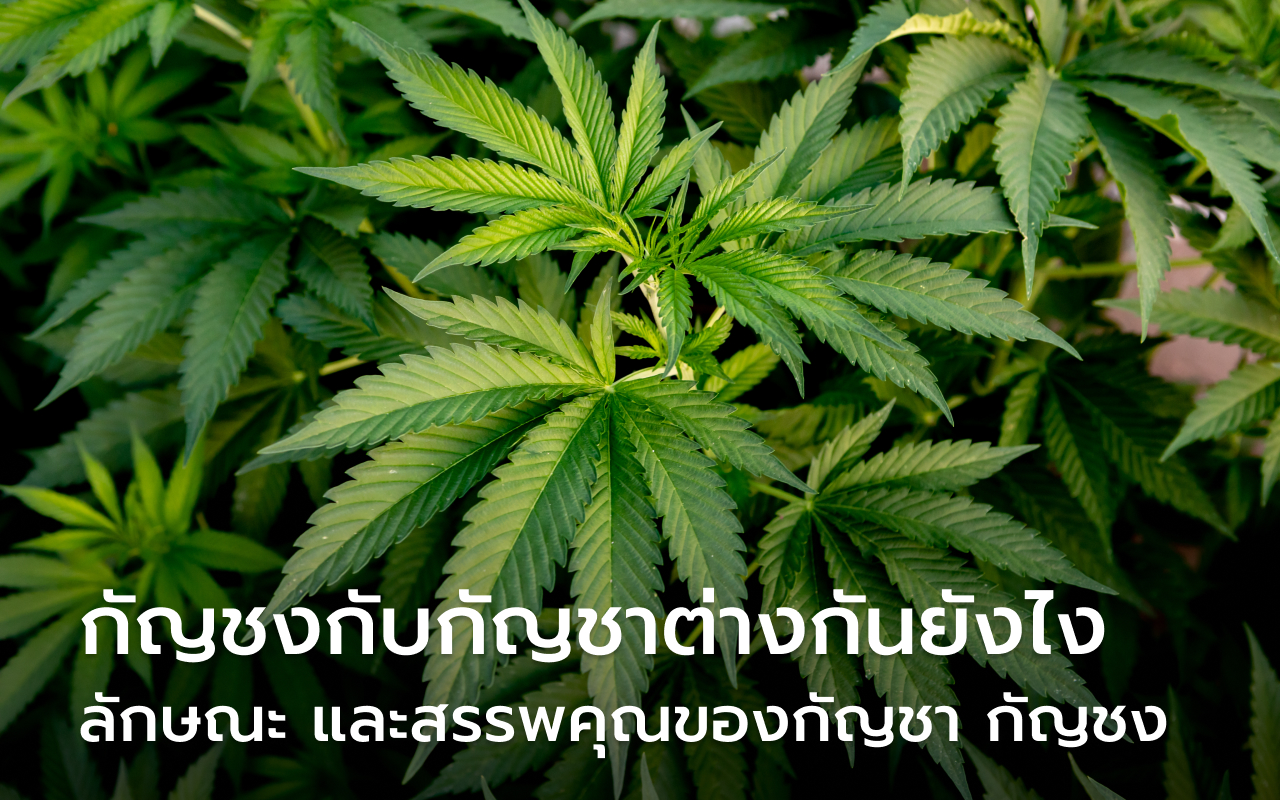 กัญชงกับกัญชาต่างกันยังไงต่างกันยังไง