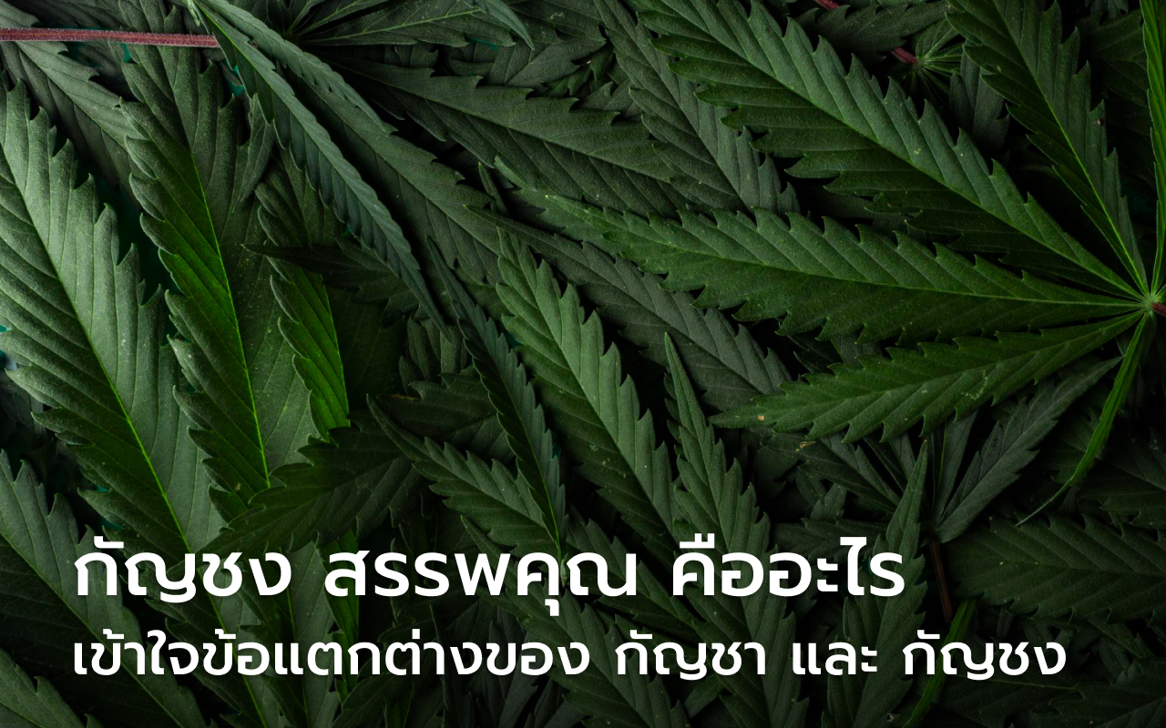 กัญชง สรรพคุณ