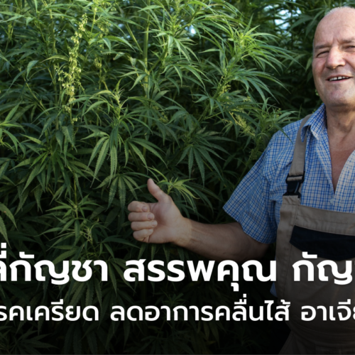 เยลลี่กัญชา อาการ เป็นอย่างไร เมากัญชา แก้อย่างไร ไปหาคำตอบกัน