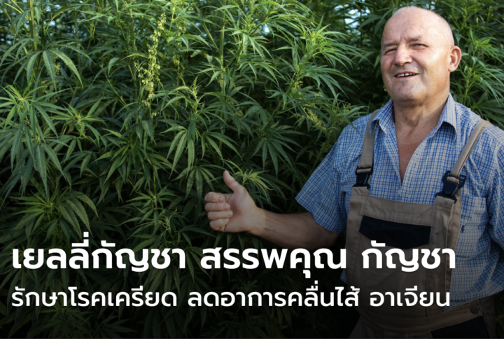 เยลลี่กัญชา อาการ เป็นอย่างไร เมากัญชา แก้อย่างไร ไปหาคำตอบกัน